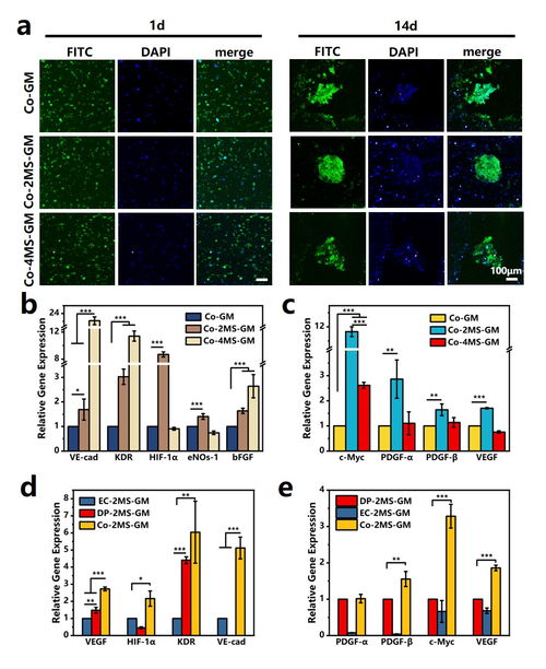上海硅酸鹽所在無機材料結合多細胞生物3d打印用于毛發(fā)再生方面取得重要研究進展